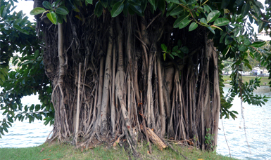 A medium close up of the thick trunk and roots of a mangrove tree