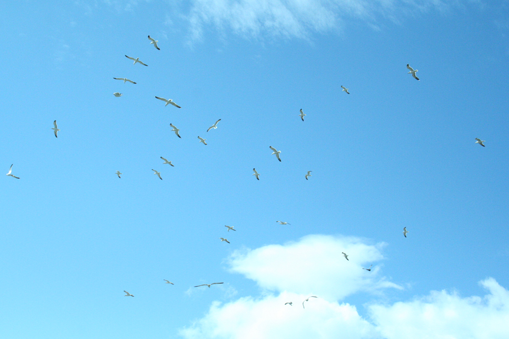 Seagulls circling overhead while Tamio Shiraishi plays saxophone