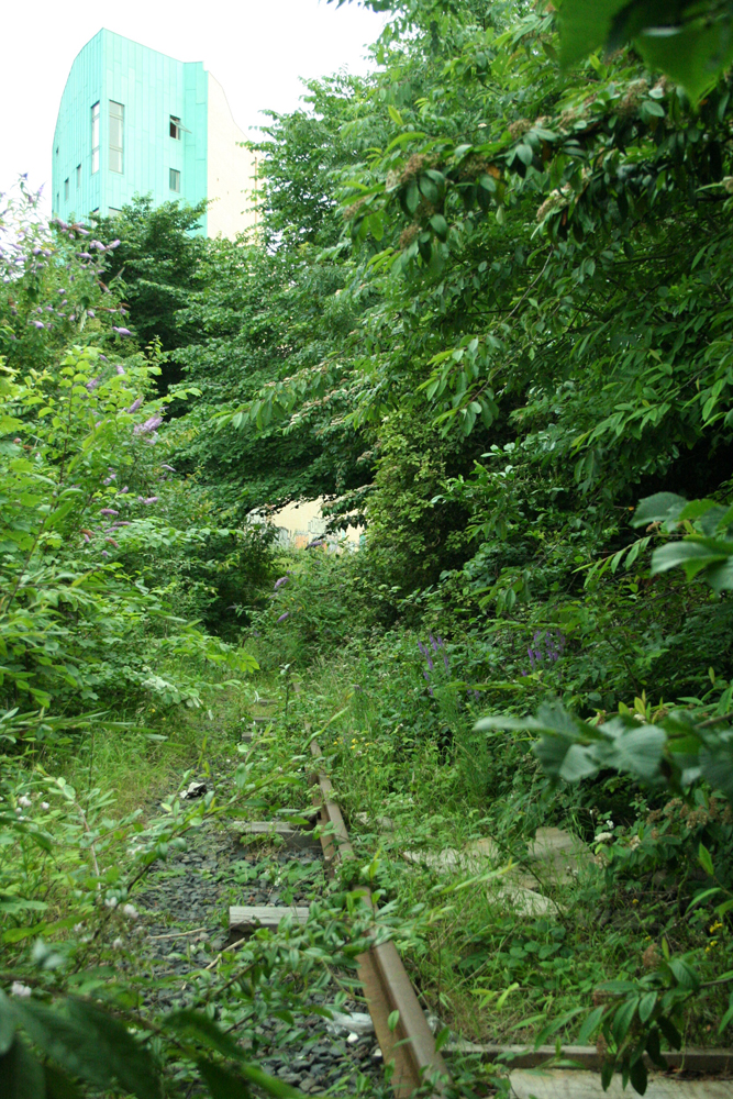A disused railway line overgrown with trees, wild flowers, plants