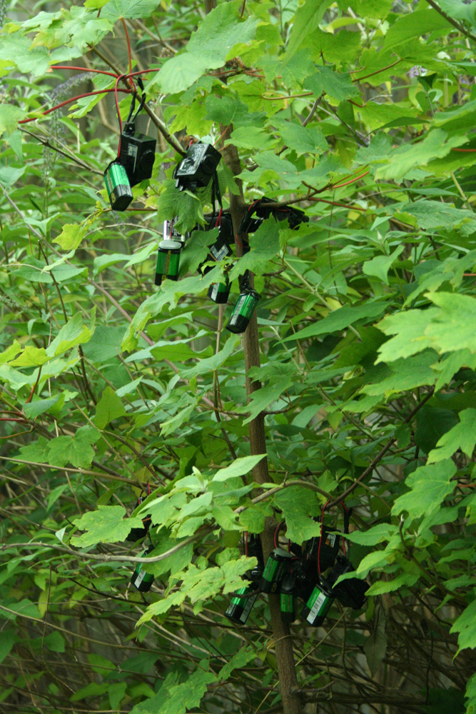 Small electronic devices hanging in a small tree