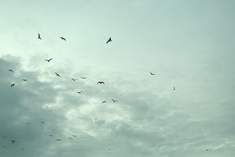 Seagulls circling overhead while Tamio Shiraishi plays saxophone