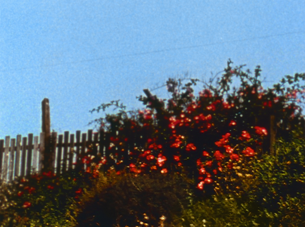 A flowering bush next to a fence in front of a clear blue sky