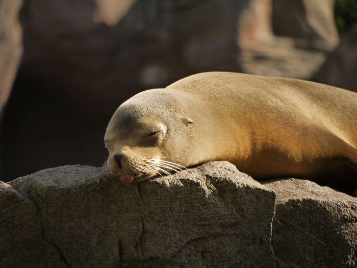 Tired seal unfit for an after party cleaning.