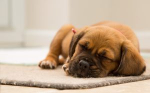 A small dog lies on a carpet
