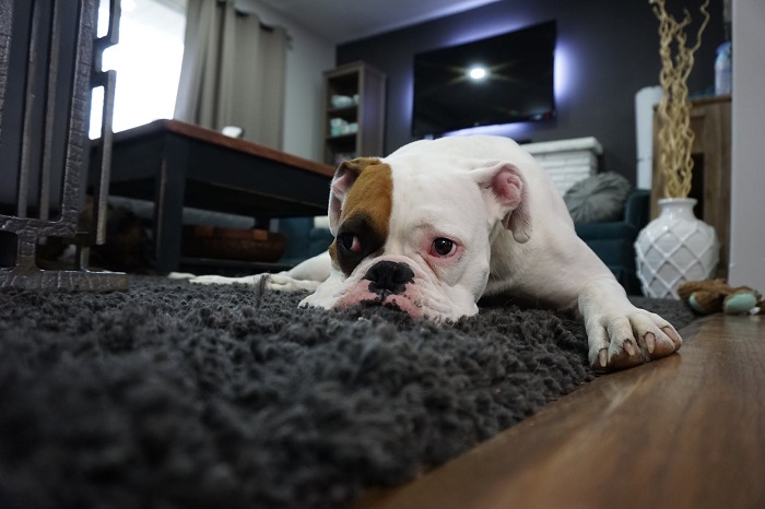 dog on the carpet