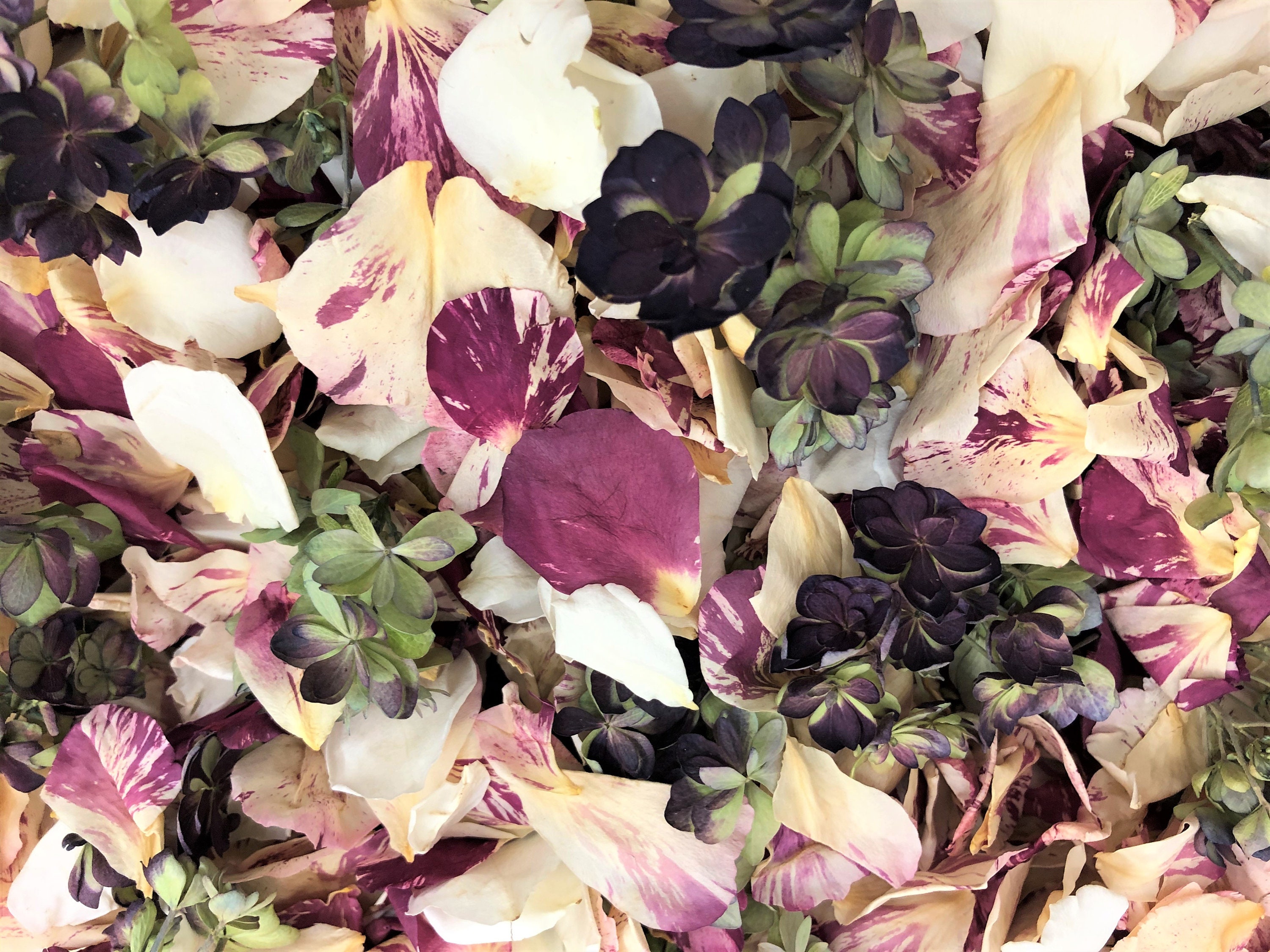 New 30 Cups Peppermint Twist Blend Rose & Hydrangea Petals. Real Petal Blend. Petals, Wedding Natural Confetti. Biodegradable