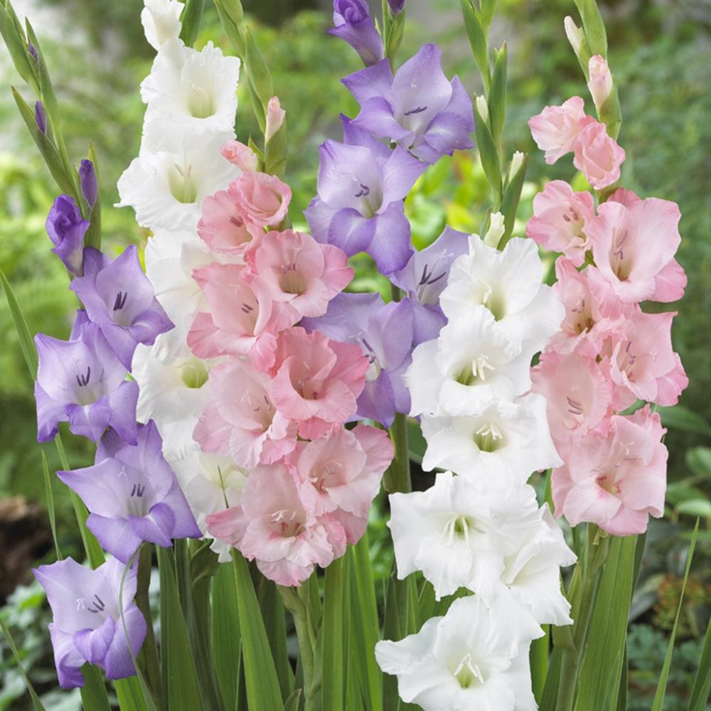 Lowe's 25 Count Gladiolus Pastel Blend Bulbs | 11256