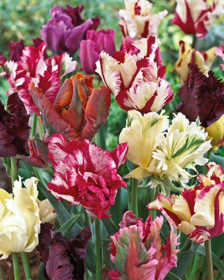 Garden State Bulb 12-Pack Parrot Blend Tulip Bulbs (LB433H) | 100651617