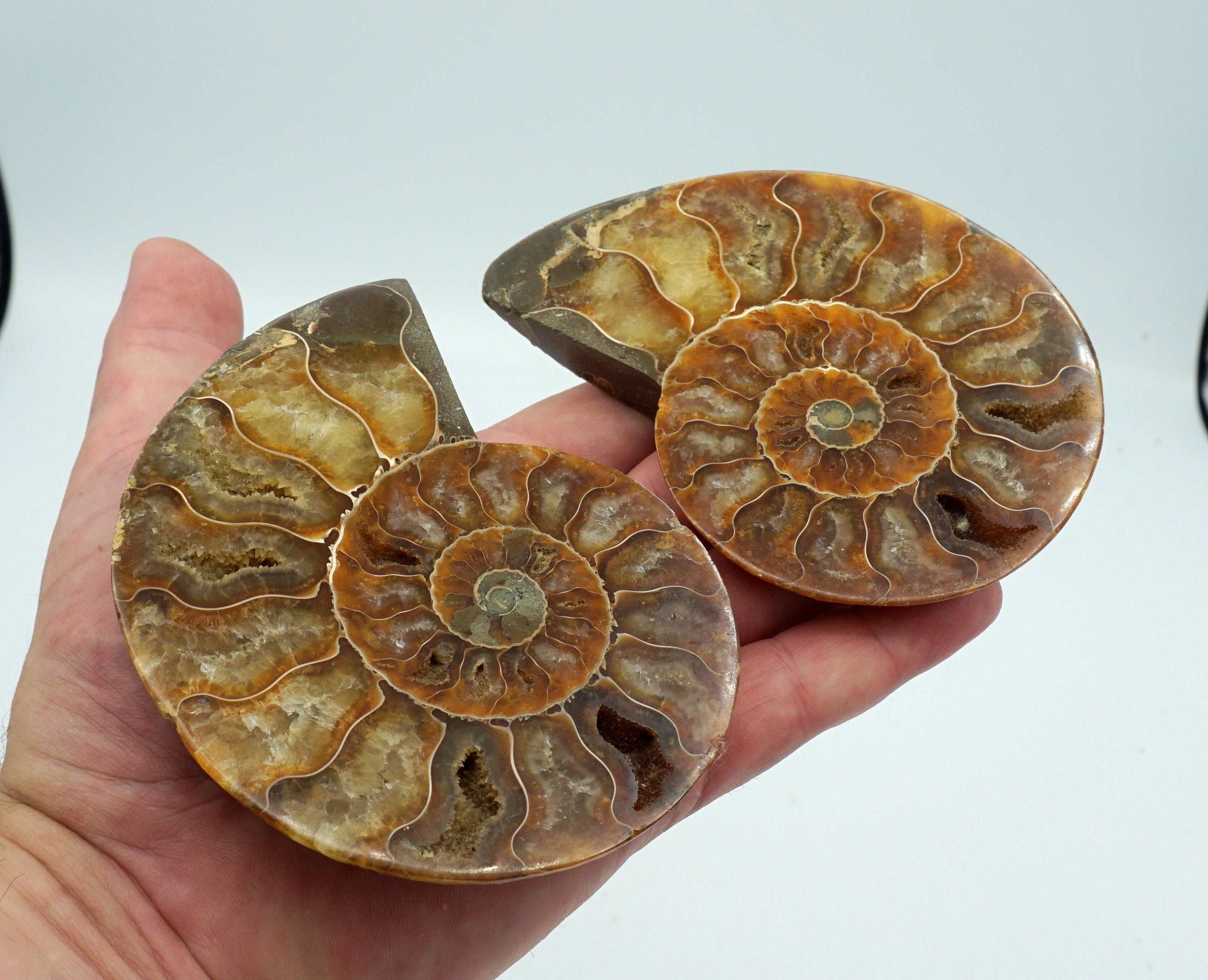Ammonite Fossil Pair #20 With Display Stands ~ 100% Natural Genuine Fossils Matching Home Decor 10.9 Ounce 4.2 Inches