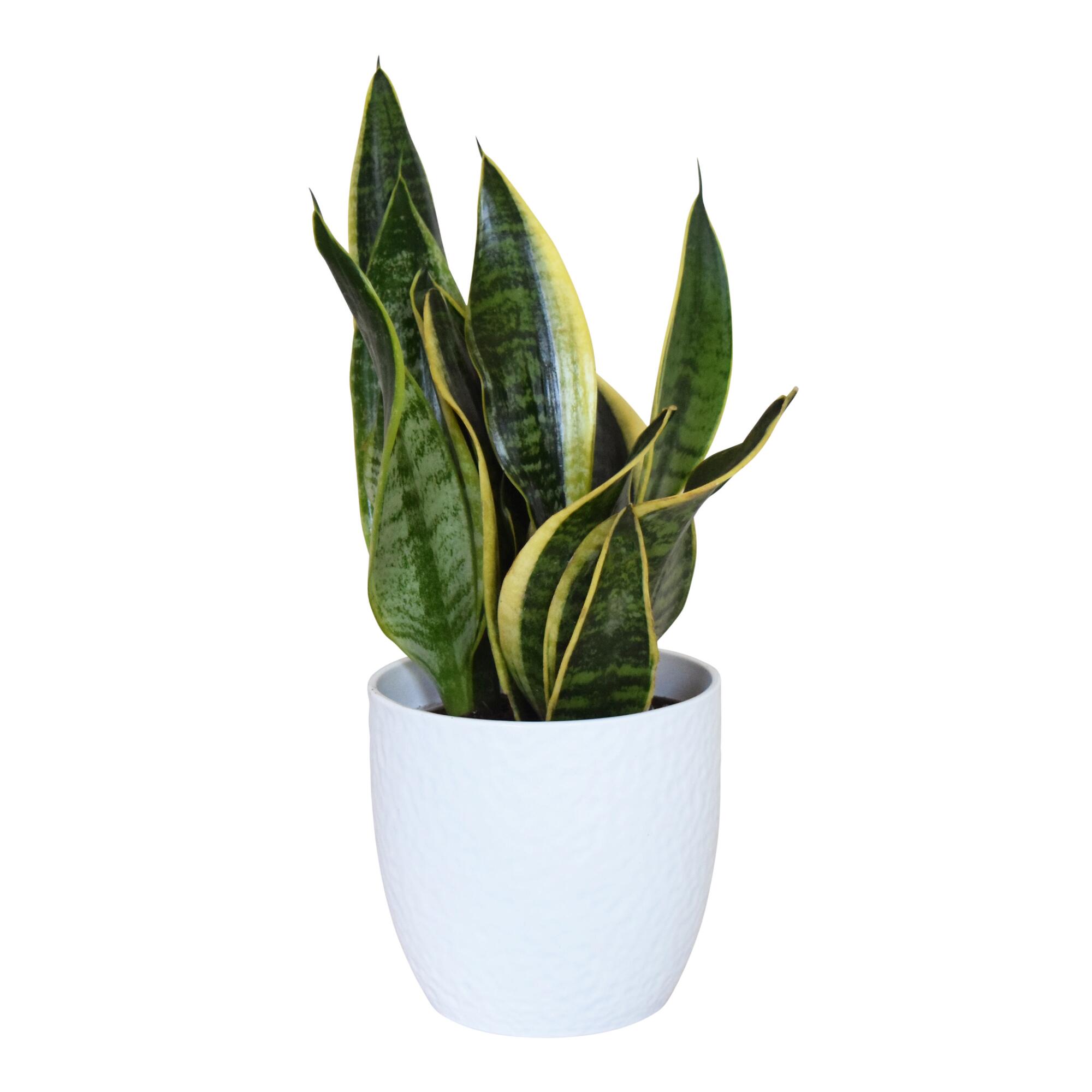 Live Sansevieria Plant in White Ceramic Pot: Green/Yellow by World Market