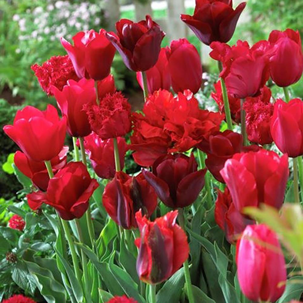 Lowe's 25 Count Tulips Nonstop Red Blend Bulbs | 87016
