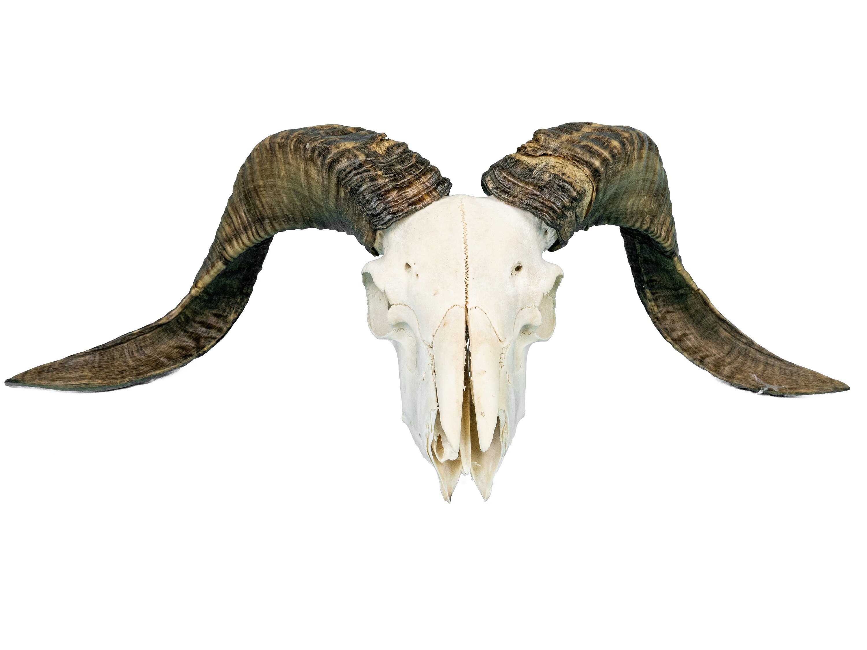 Authentic Ram Skull | 15-233-G4164 8Uk17