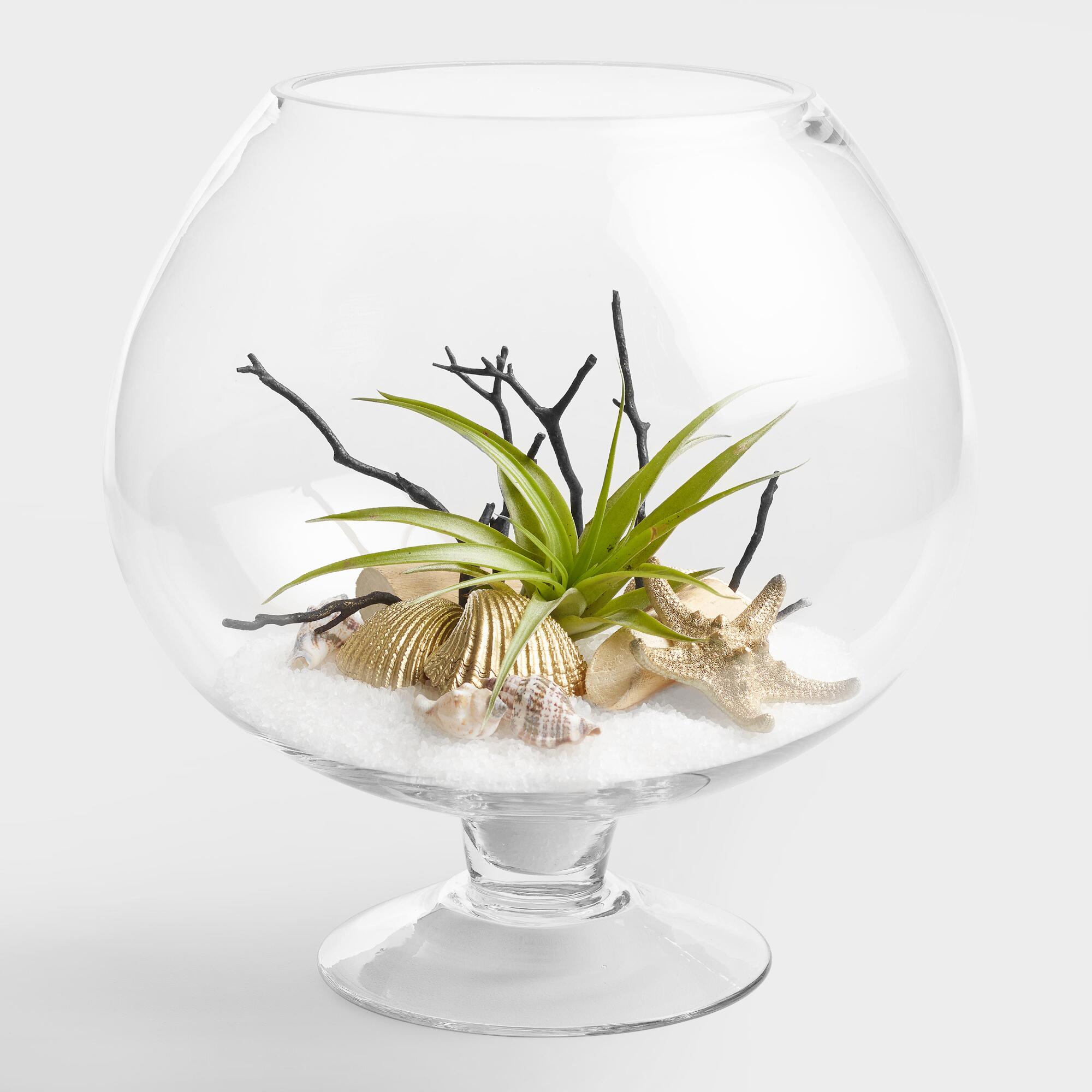 Live Plant Glass Terrarium with Driftwood by World Market