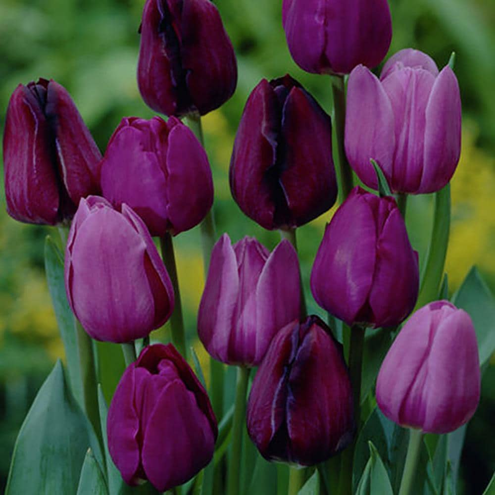 Lowe's 25 Count Tulips Nonstop Purple Blend Bulbs | 87015