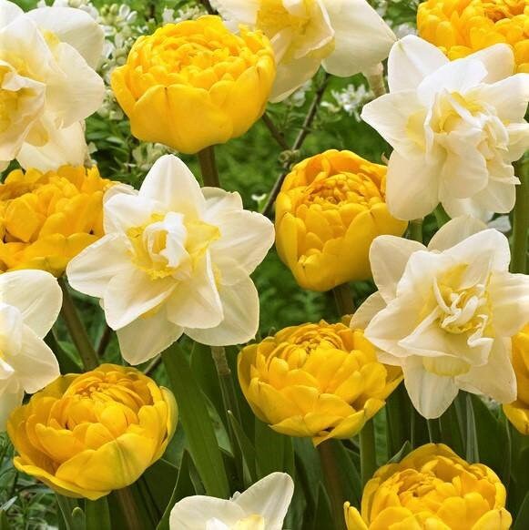 Moon & Stars Tulip & Daffodil Blend | 10 Bulbs
