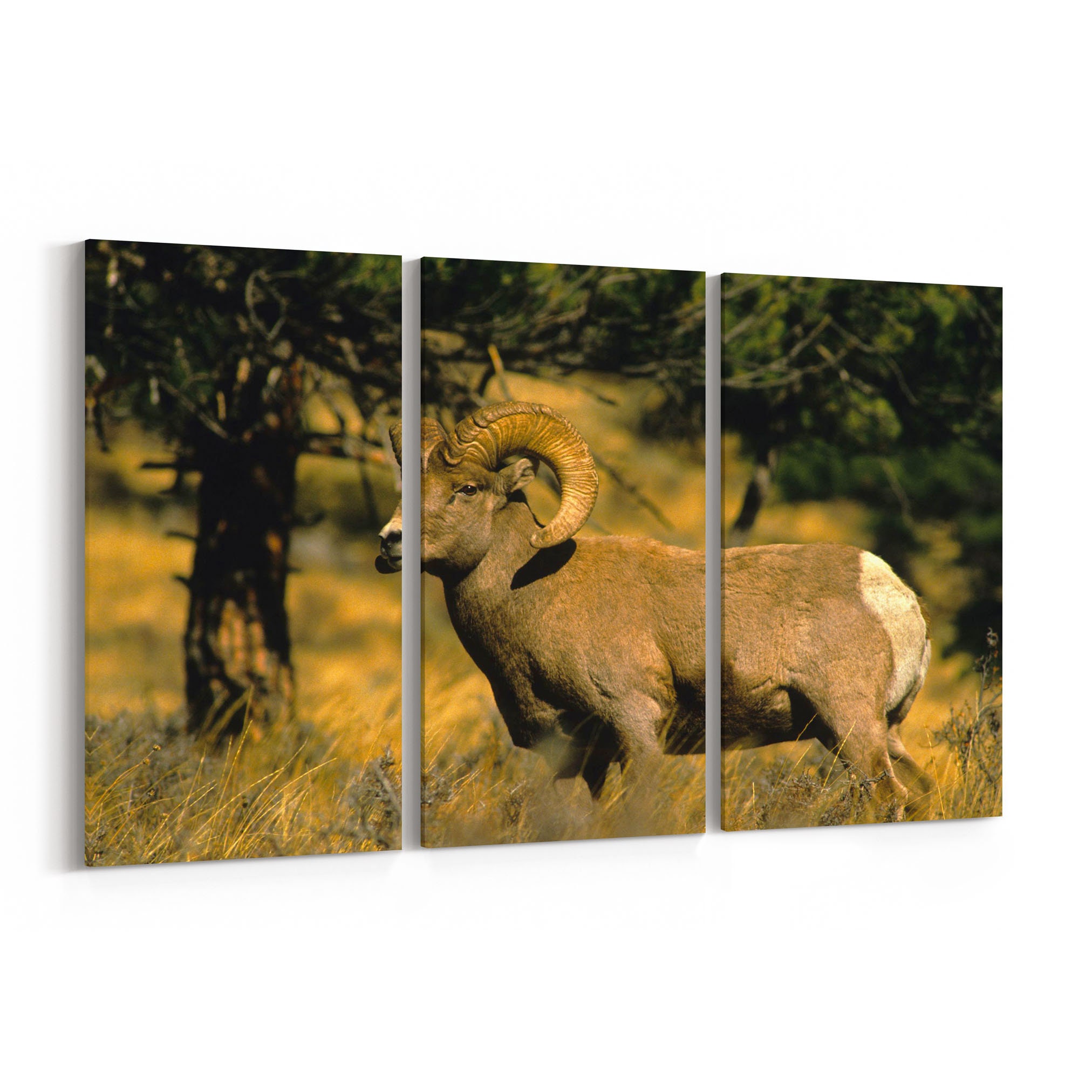 Ram Canvas Print Wall Art Multiple Sizes Wrapped On Wooden Frame