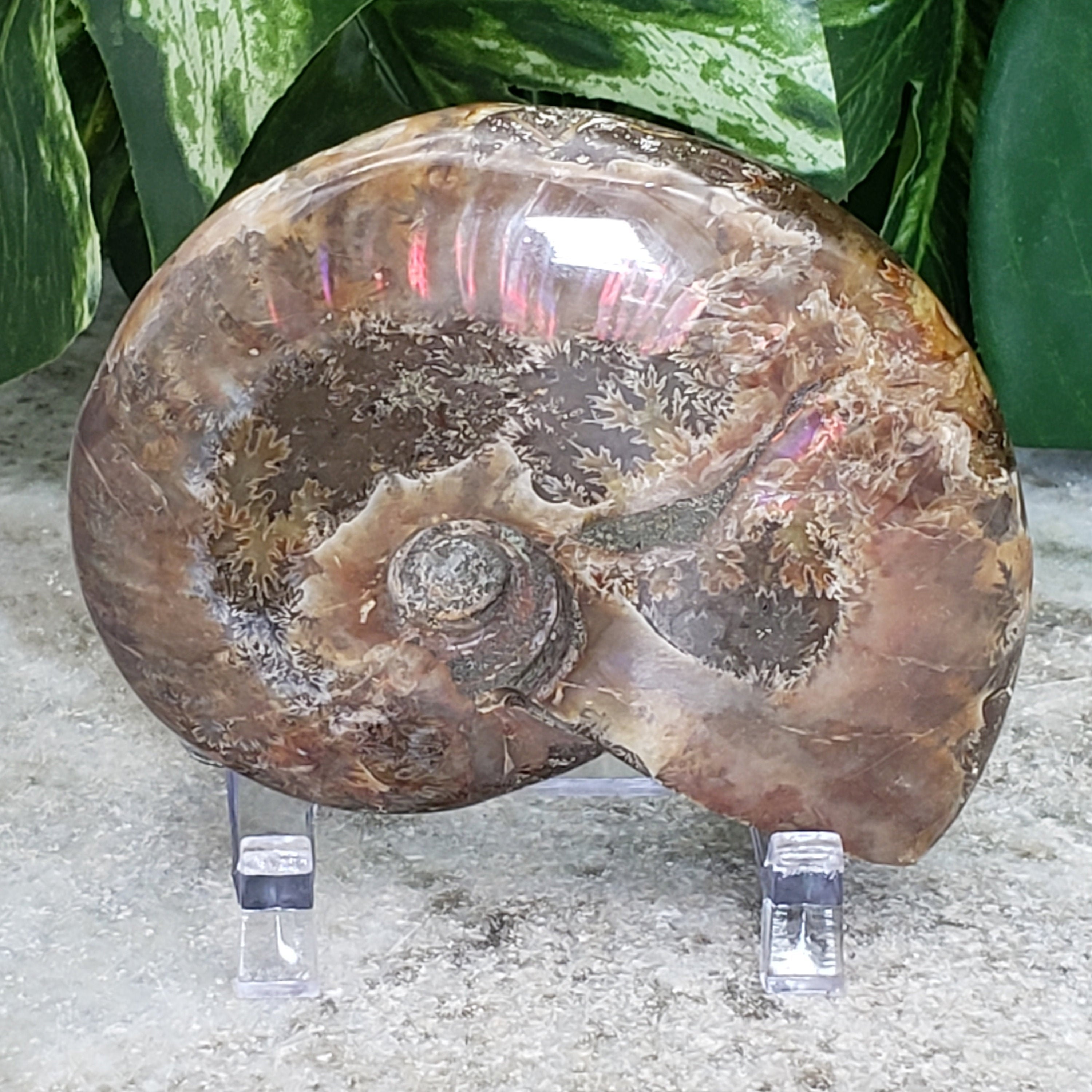 Ammonite Fossil, Ammolite Shell Large Rainbow Fire Opal Swirls, Sacred Geometry, Beautiful Nautilus, Large Fossil