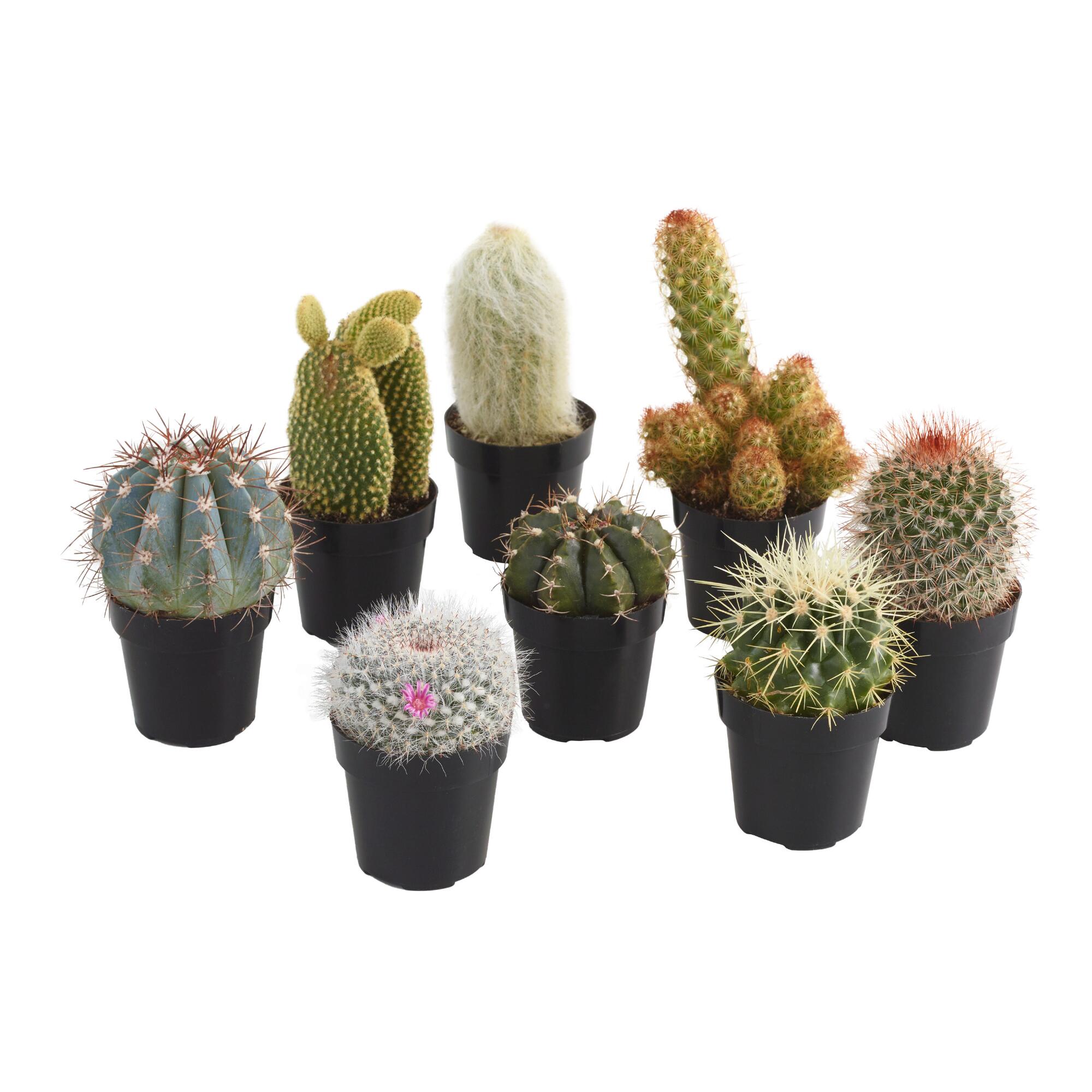 Small Assorted Live Potted Cacti Set of 3 by World Market