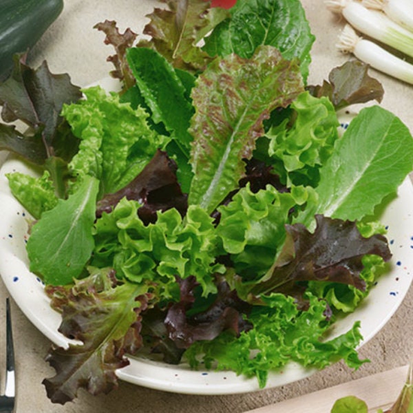 Usa Seller Spicy Salad Blend Lettuce 200 Seeds Heirloom
