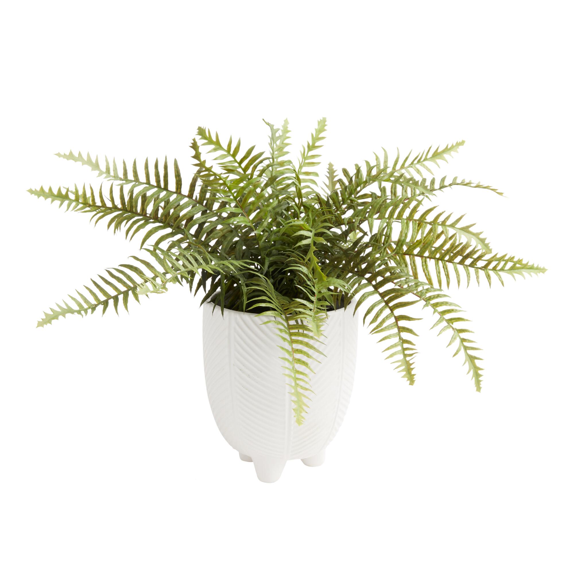 Faux Fern in Footed Ceramic Pot by World Market