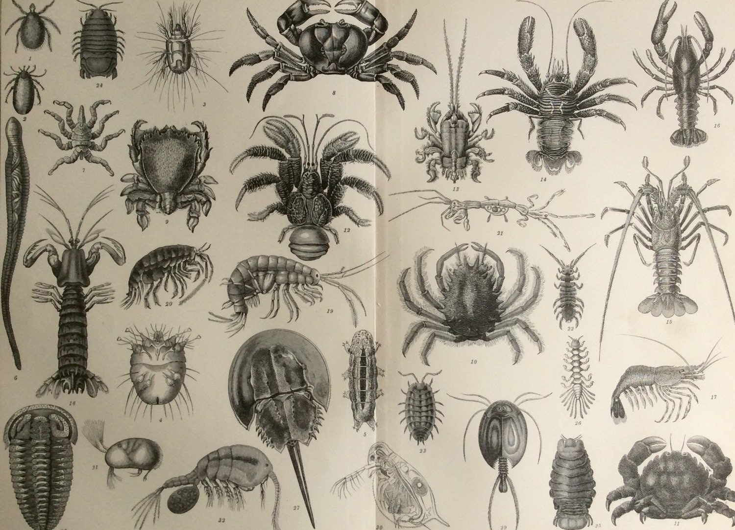 Original Antique Print Victorian Bookplate Engraving 1890 Crustaceans Crabs Lobster Kitchen Seafood