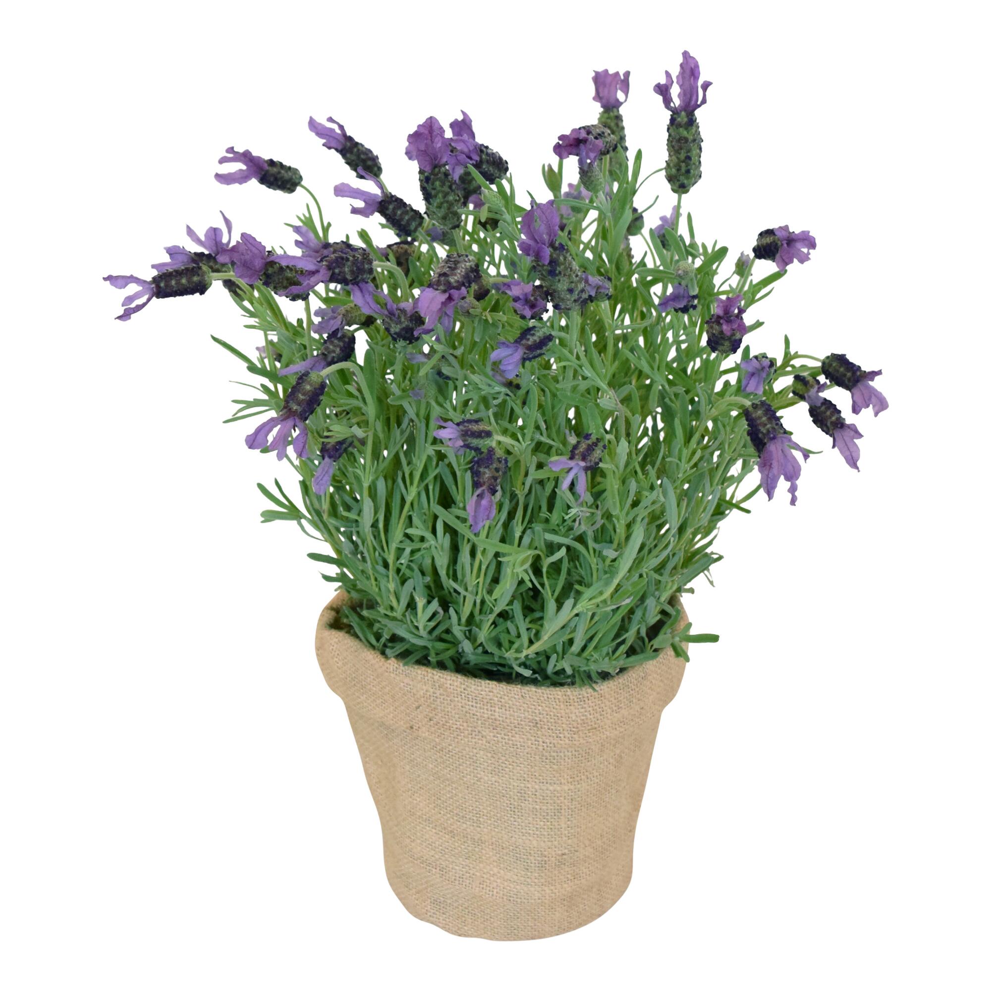 Live Spanish Lavender Plant by World Market