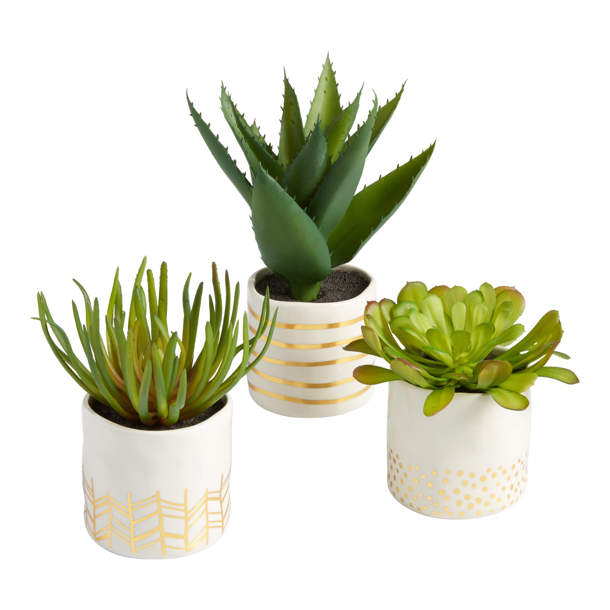 Faux Succulents in Gold and White Ceramic Pots Set of 3: Multi - Plastic - Small by World Market
