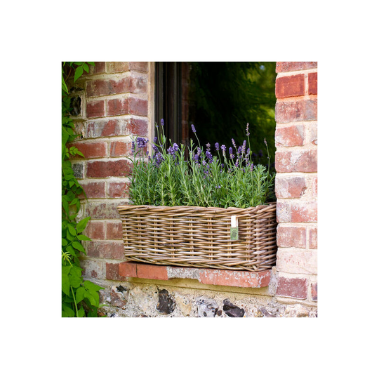 Buy Levisham Rattan Window Box Planter Online