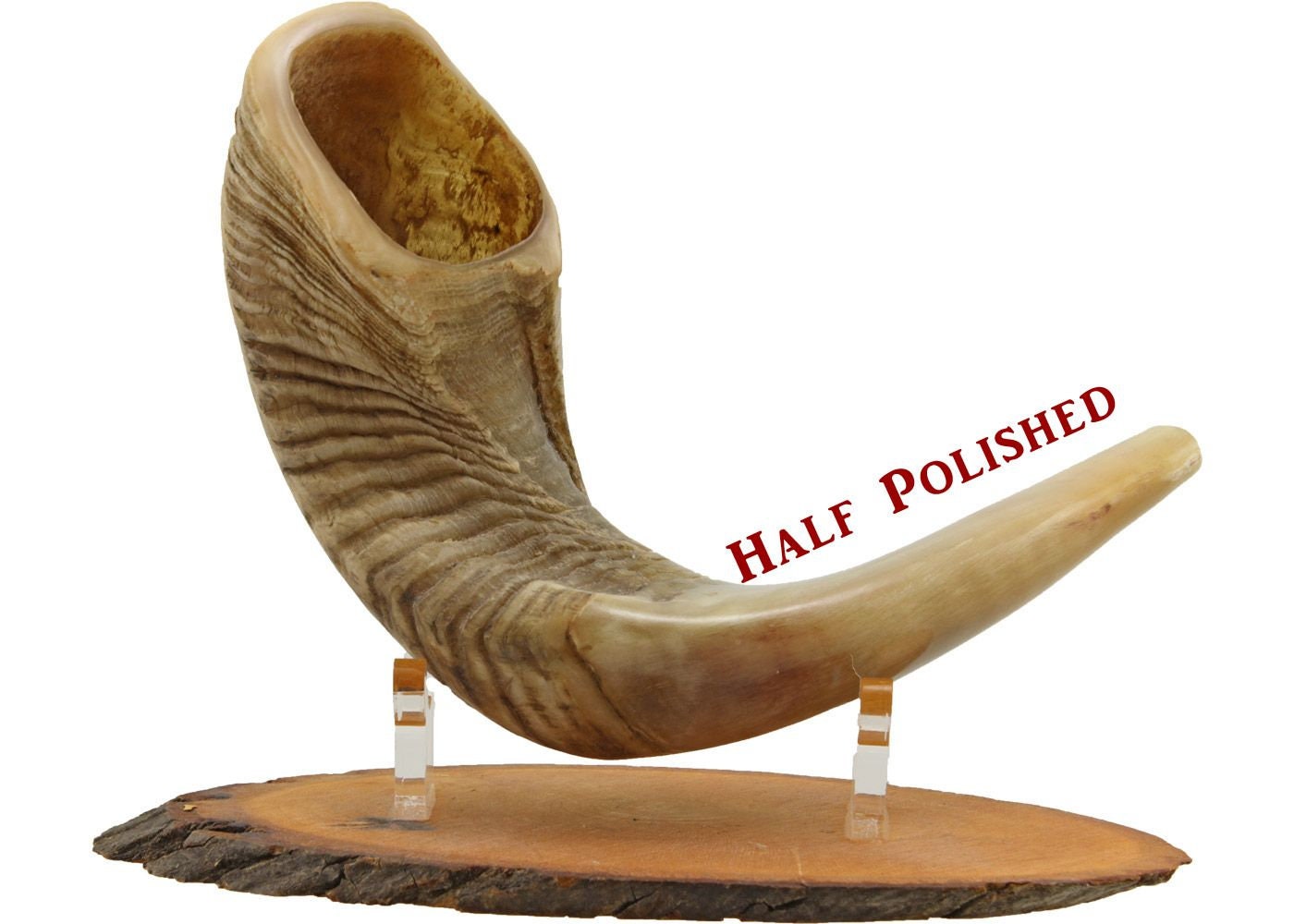 Judaica Large Ram's Horn Shofar With Half Polished. Free&fast Shipping From The Holly Land