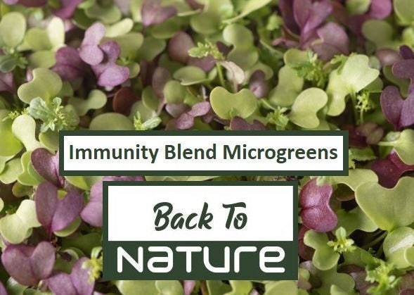 Immunity Blend Microgreens - 6 Seed Seeds Organic & Non Gmo Heirloom Microgreen Fresh Usa Grows Fast