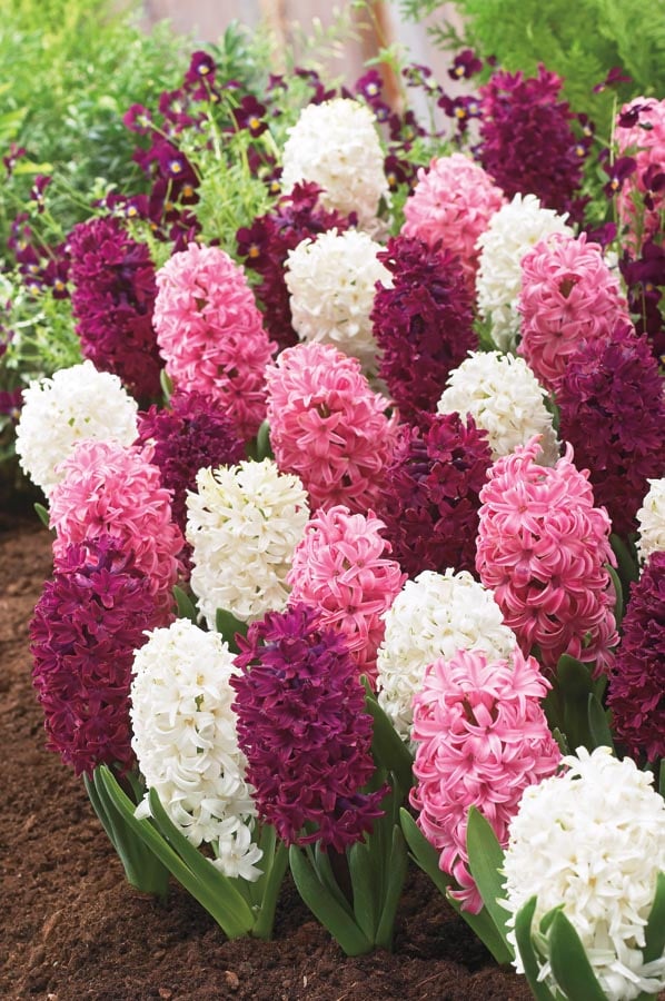 Garden State Bulb 8-Pack Pink Blend Hyacinth Bulbs (LB21877) | 100733917