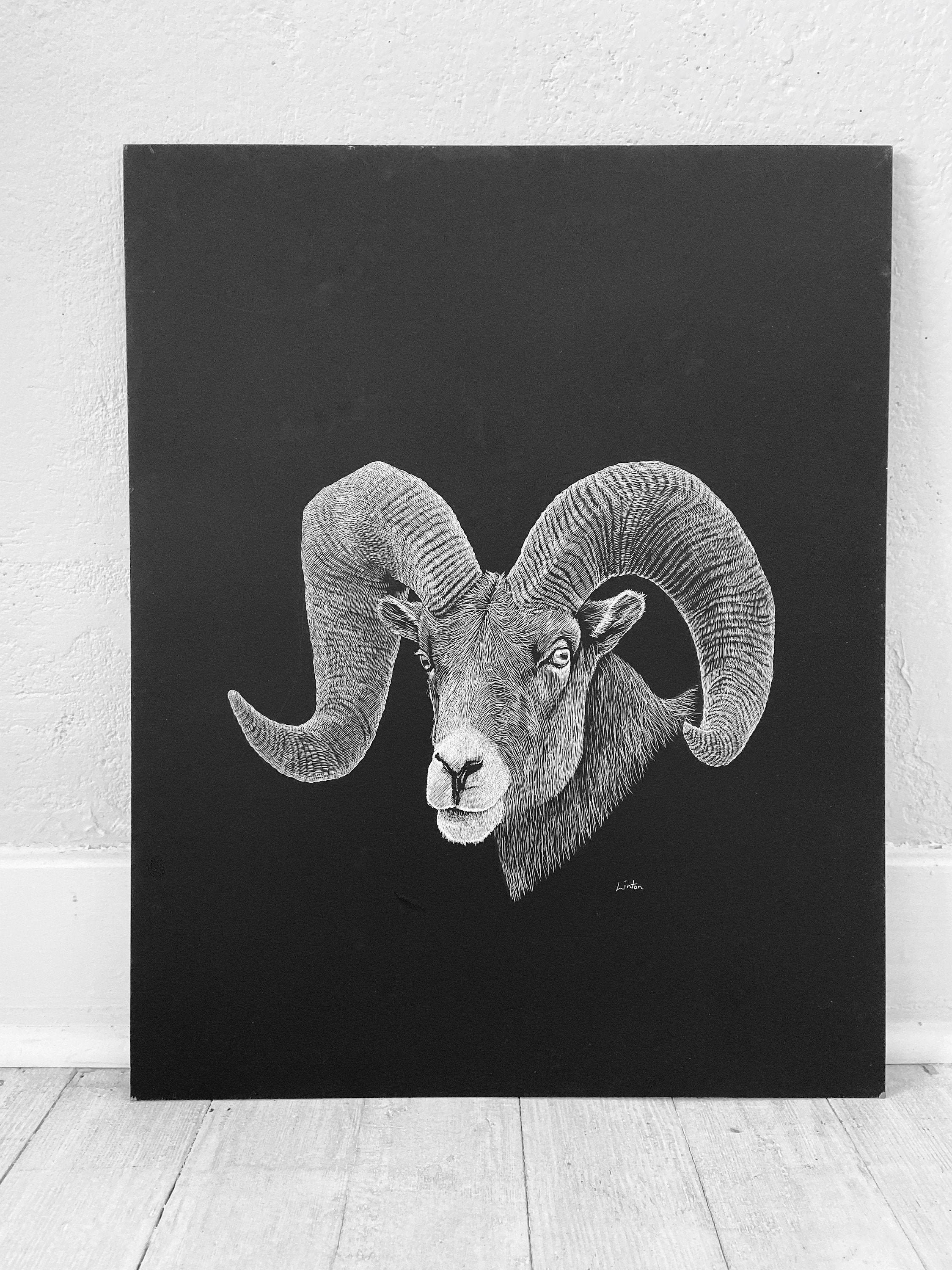 Bighorn Sheep Art, Etching Of A Big Horn, 18x24 Inch Giclee Print, Ram Horn Sheep By Erik Linton