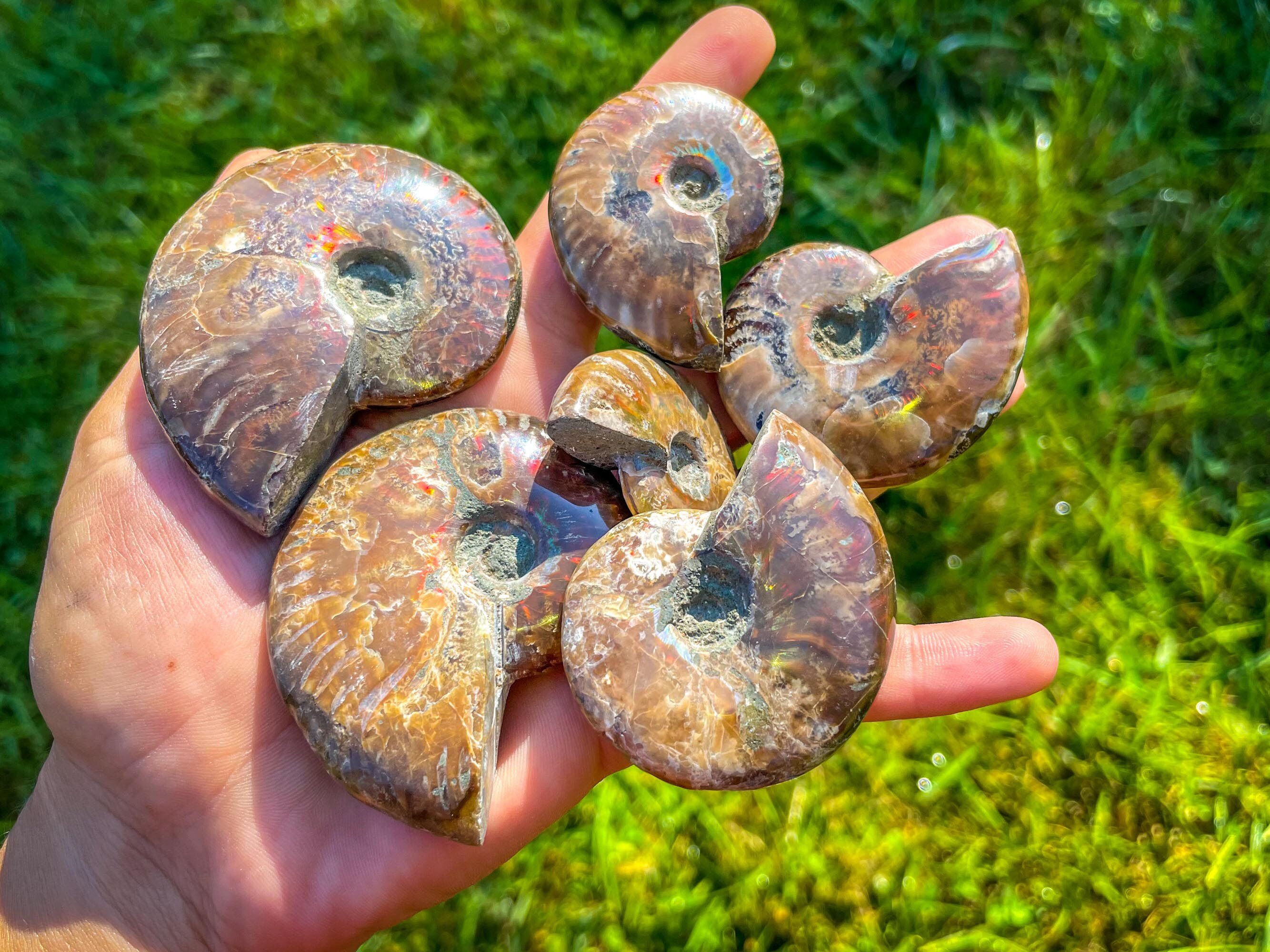Fire Ammonite Fossil, You Choose Size