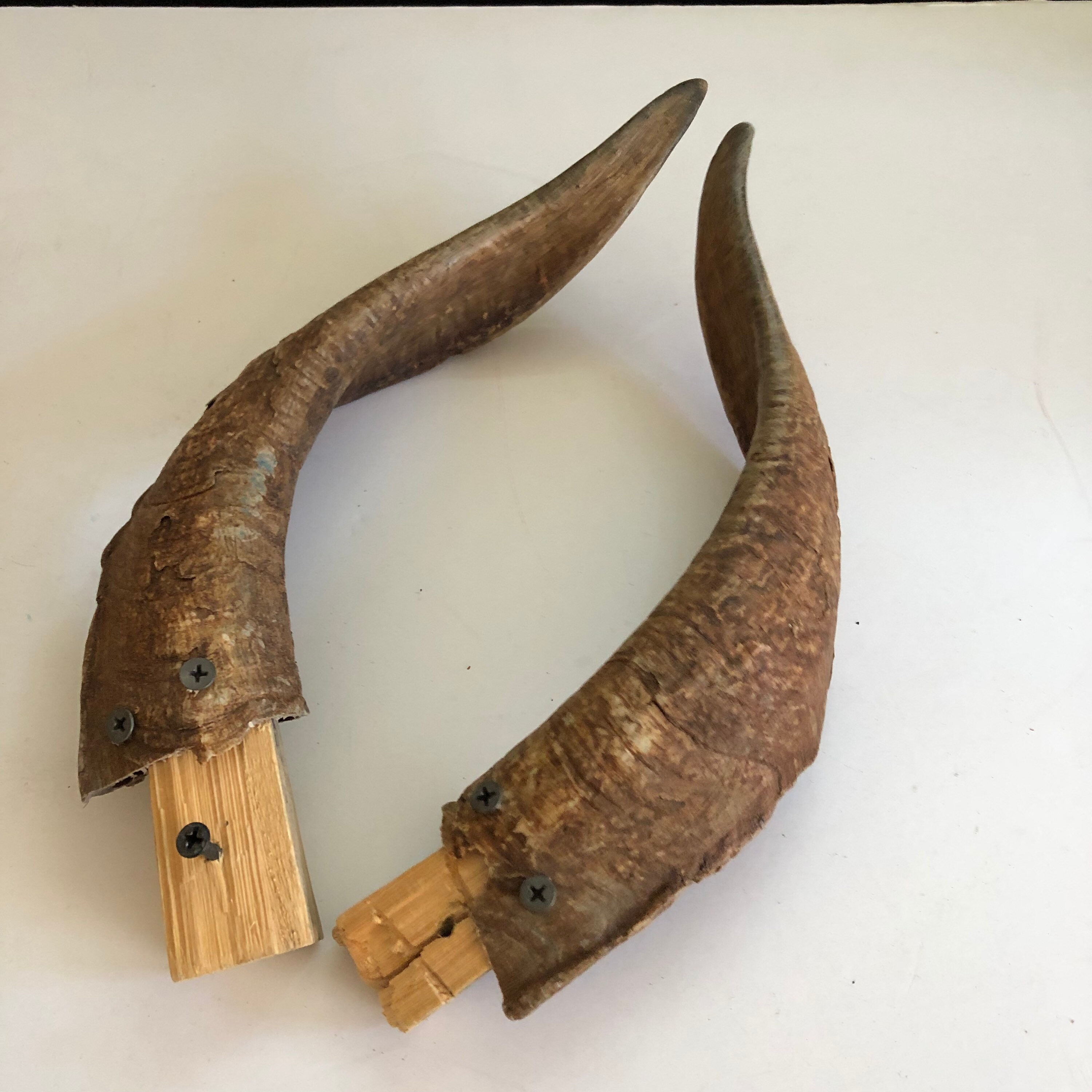Set Of Large Rams Ram Sheep Curved Horns