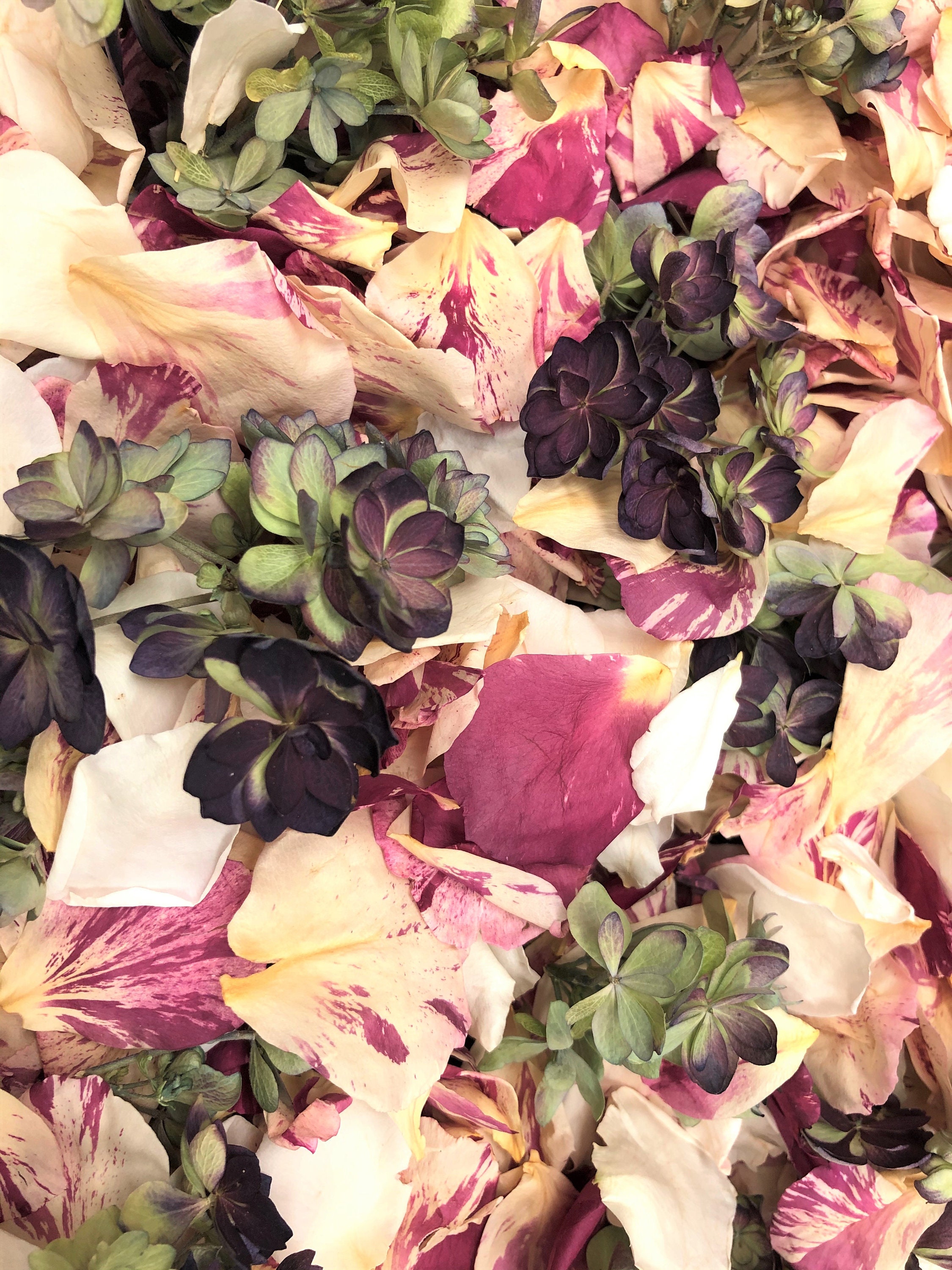 New 200 Cups Peppermint Twist Blend Rose & Hydrangea Petals. Real Petal Blend. Petals, Wedding Flower Confetti. Eco-Friendly