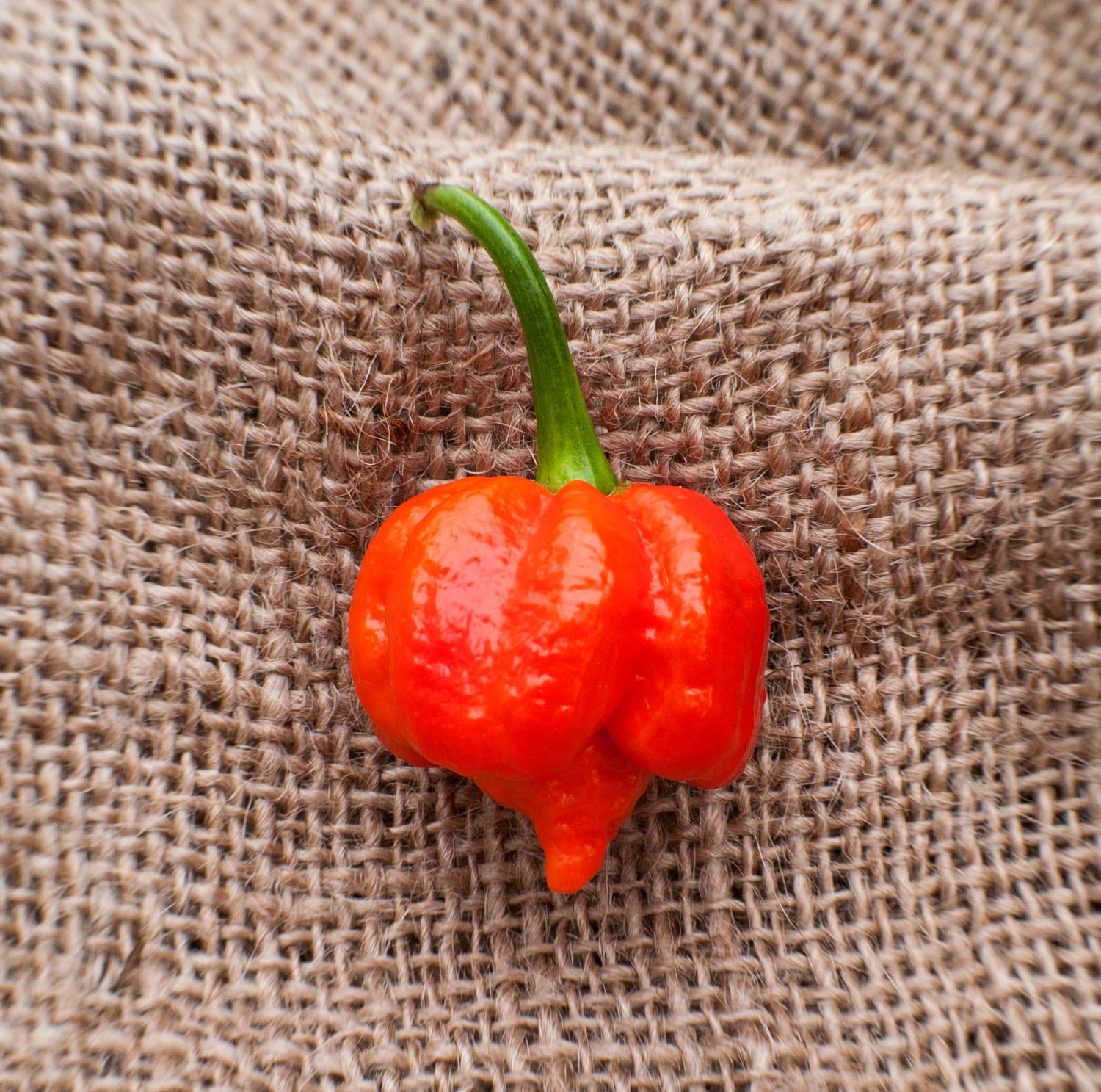 Trinidad Scorpion Moruga Blend Heirloom Pepper Premium Seed Packet Hottest in The World