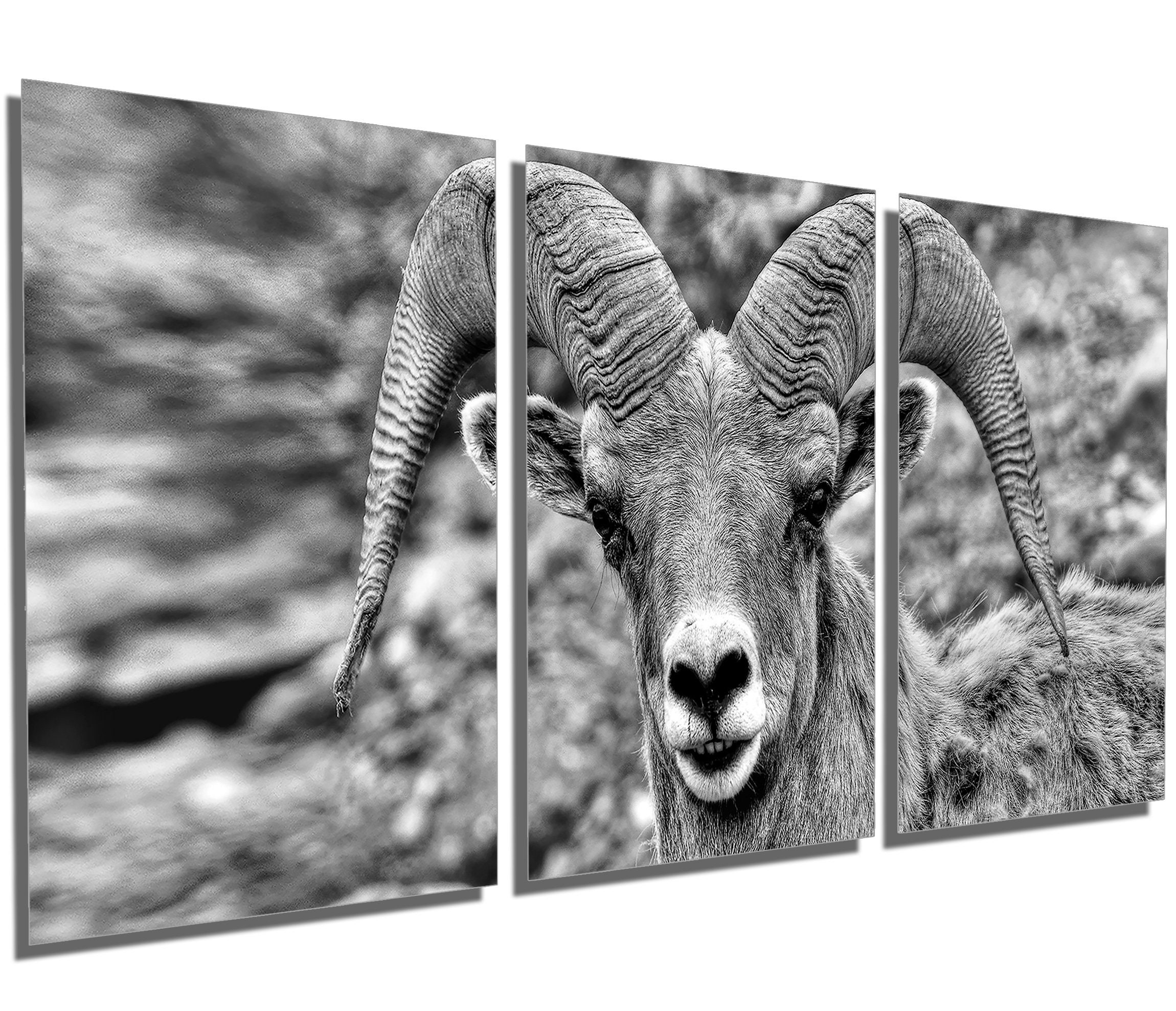 Metal Prints - Big Horn Sheep, Ram Grayscalse 3 Panel Split, Triptych Wall Art Hd Aluminum Prints Decor, Interior Design