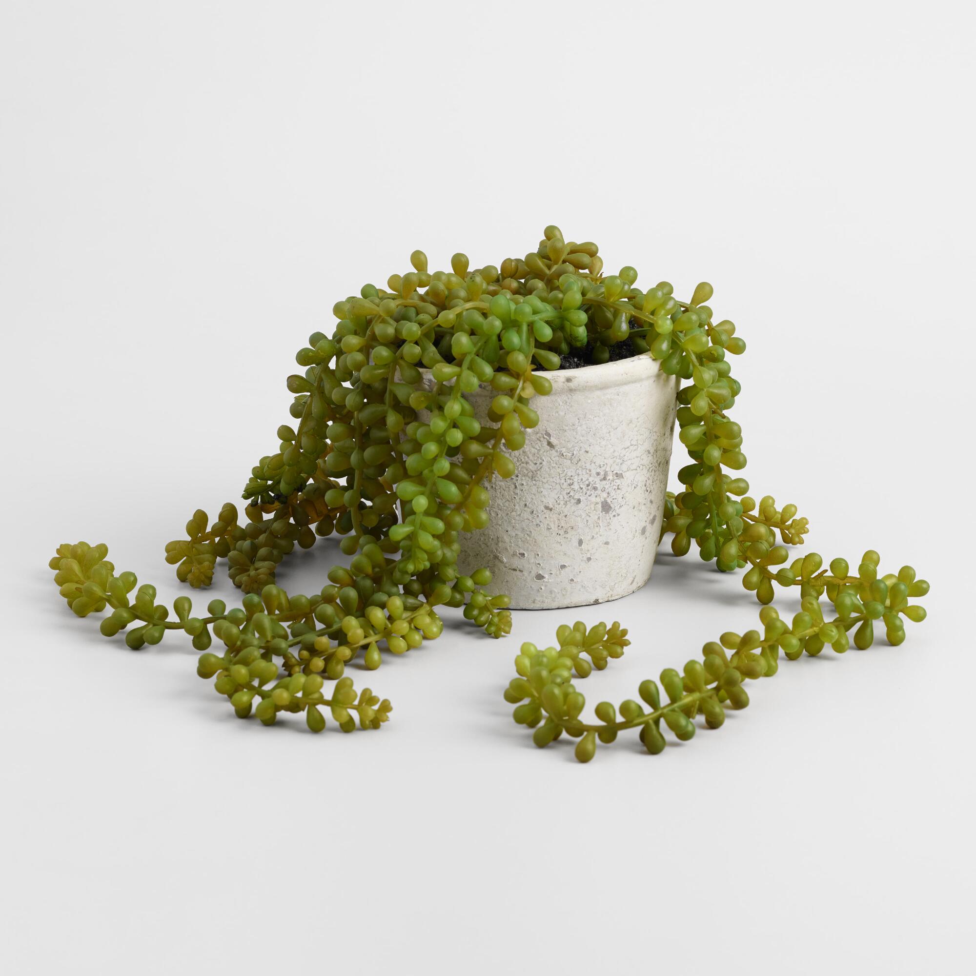 Faux String of Pearls Plant in Textured Pot by World Market