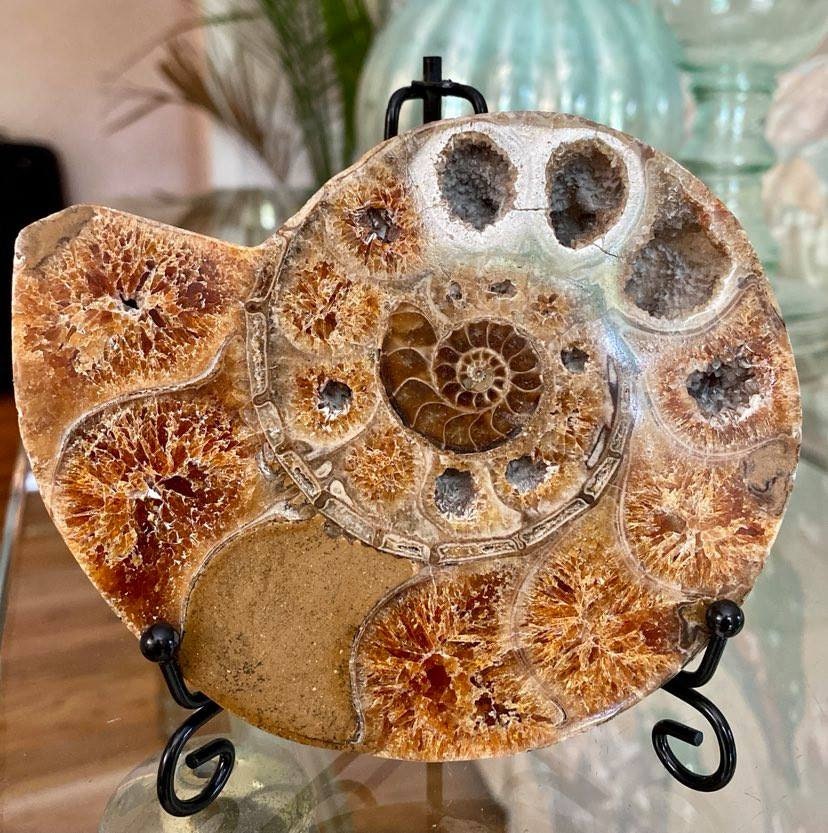 Rare Ammonite Fossil 5 X 4.1 Includes Metal Stand."