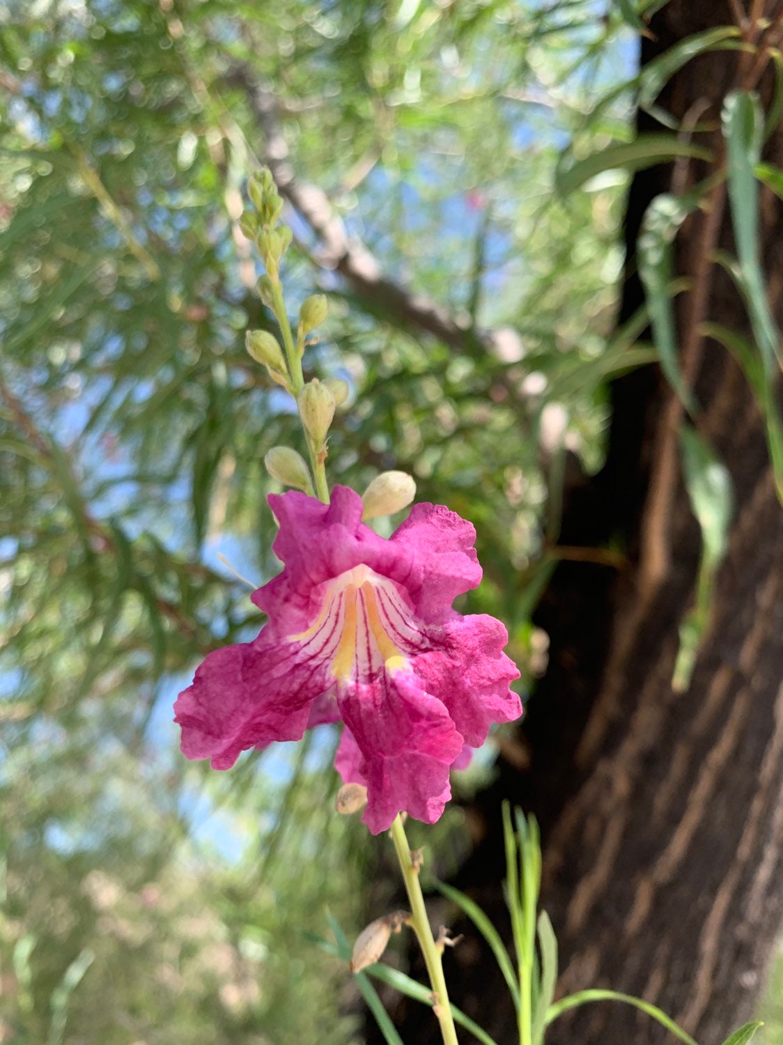 50+ Seeds Desert Willow Tree | Chilopsis Linearis Flowering Hummingbird Garden Arizona Native