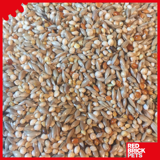 View of Buy 2kg Budgie Seed online