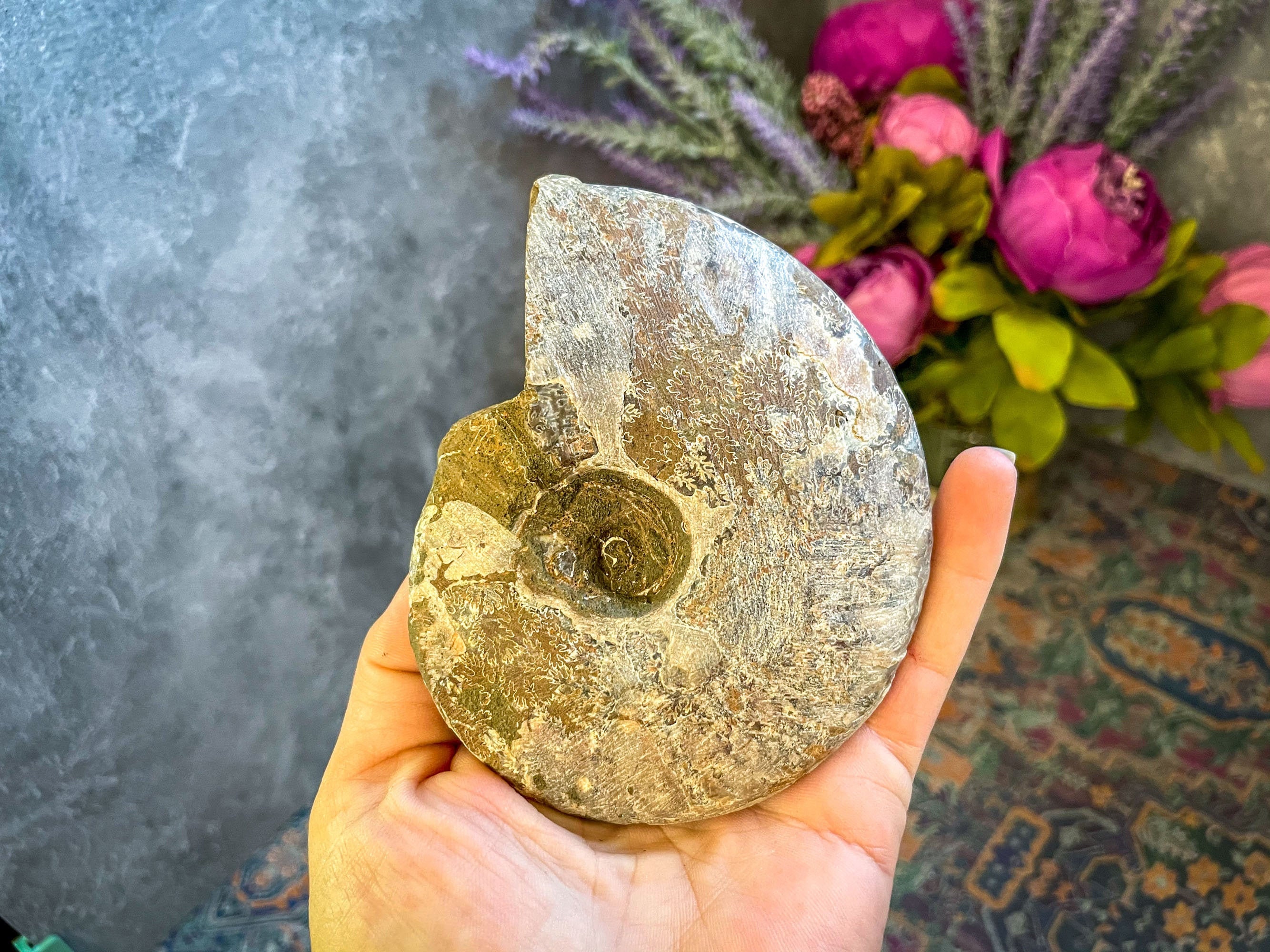 4 Rainbow Ammonite Fossil, Rainbow Crystals, Huge Organic Gifts Nature Gift