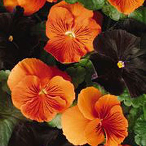 Apa Bewitched Blend Pansy~Seedsfabulous