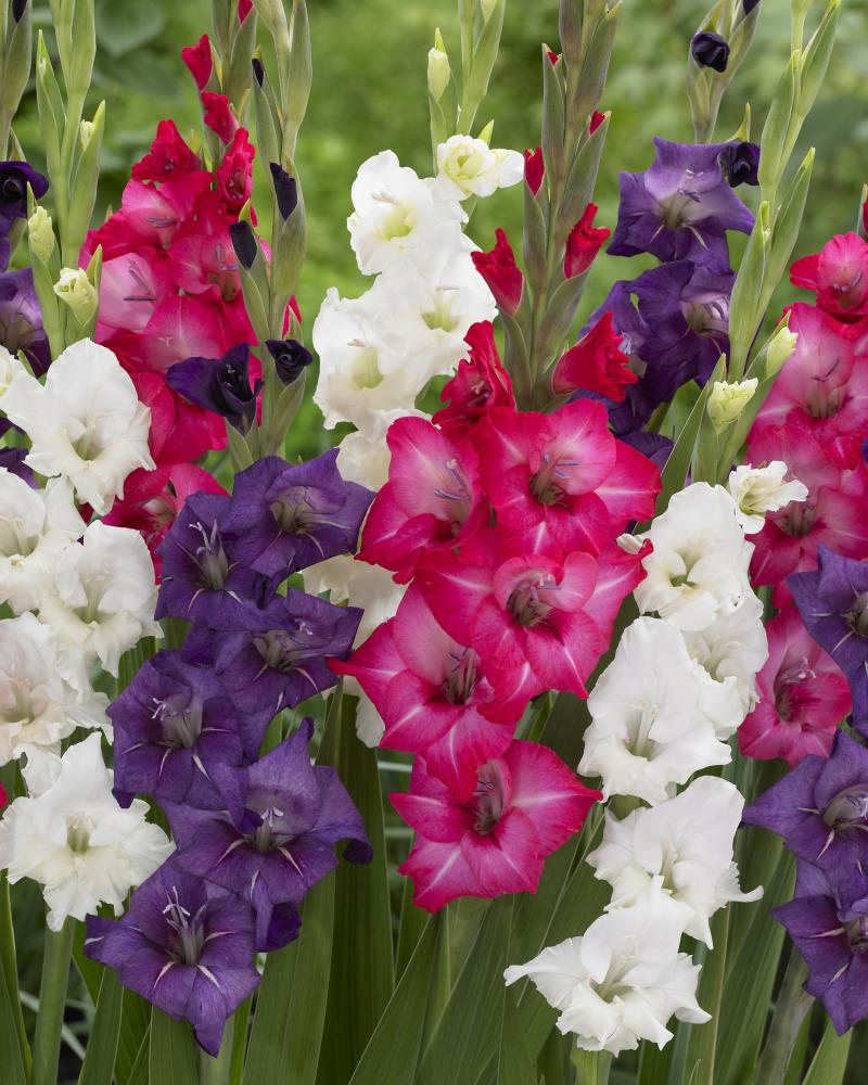 Lowe's 25 Count Gladiolus Blends Bulbs | 11258