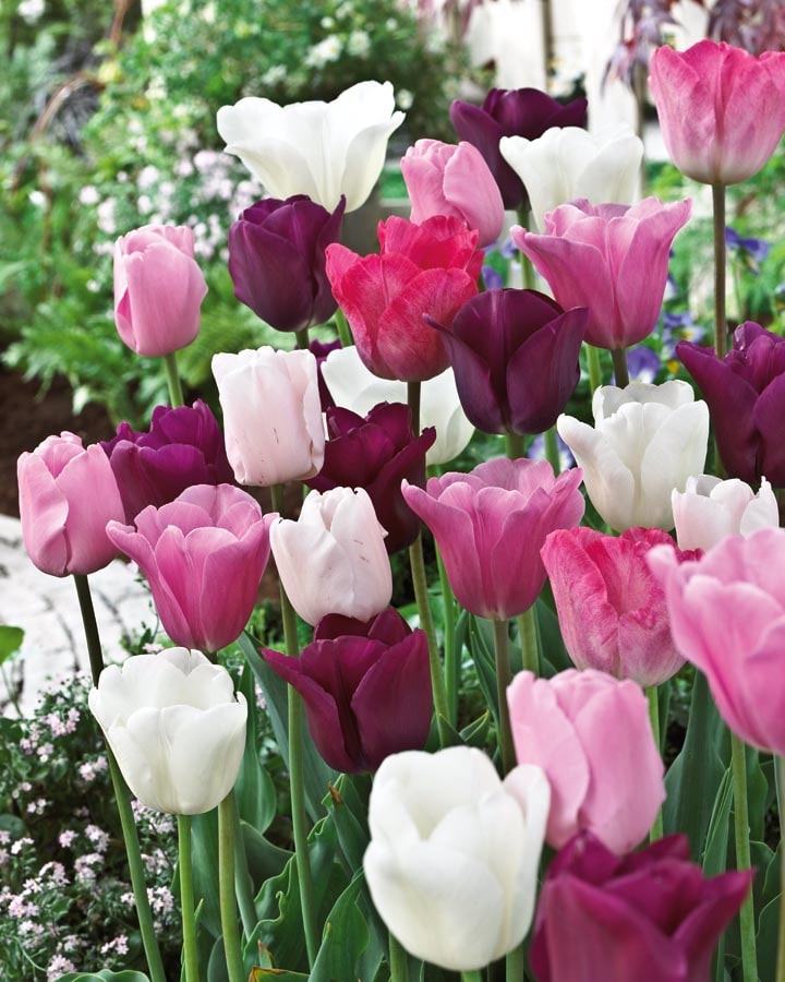 Garden State Bulb 15-Pack Sorbet Blend Tulip Bulbs (LB21893) | 100910417