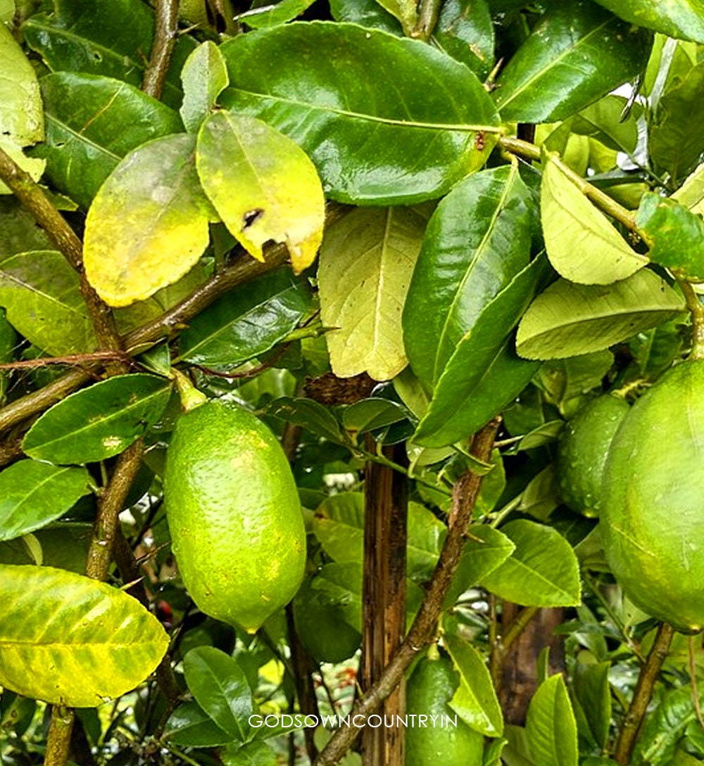 Shadow Dried Lemon Tree Leaves - Citrus Limon | Hand Picked Leaves