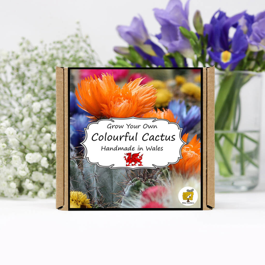 Buy Grow Your Own Cactus Plant Kit Online