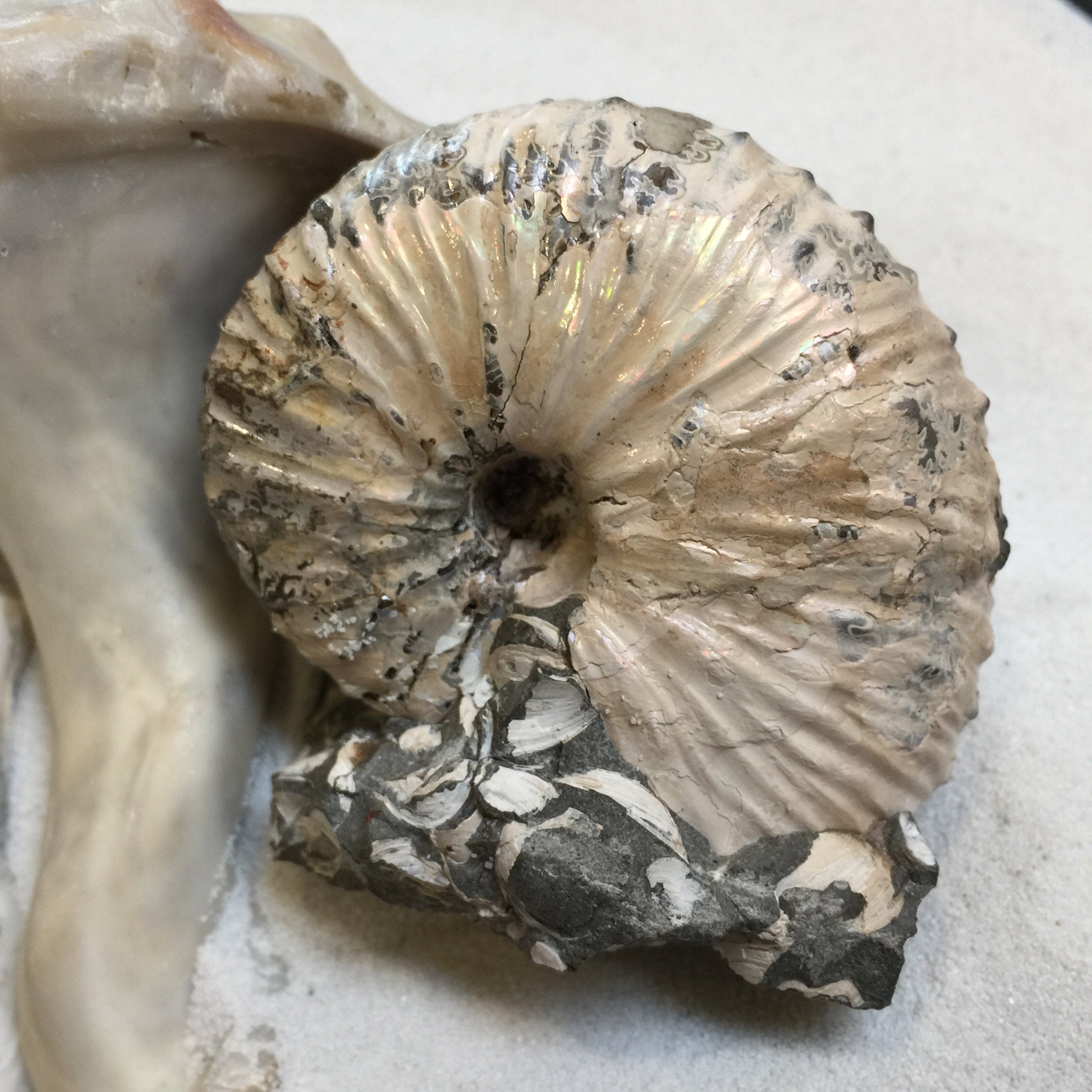 Hoploscaphites Spedeni Fossil Ammonite From South Dakota | 2-4