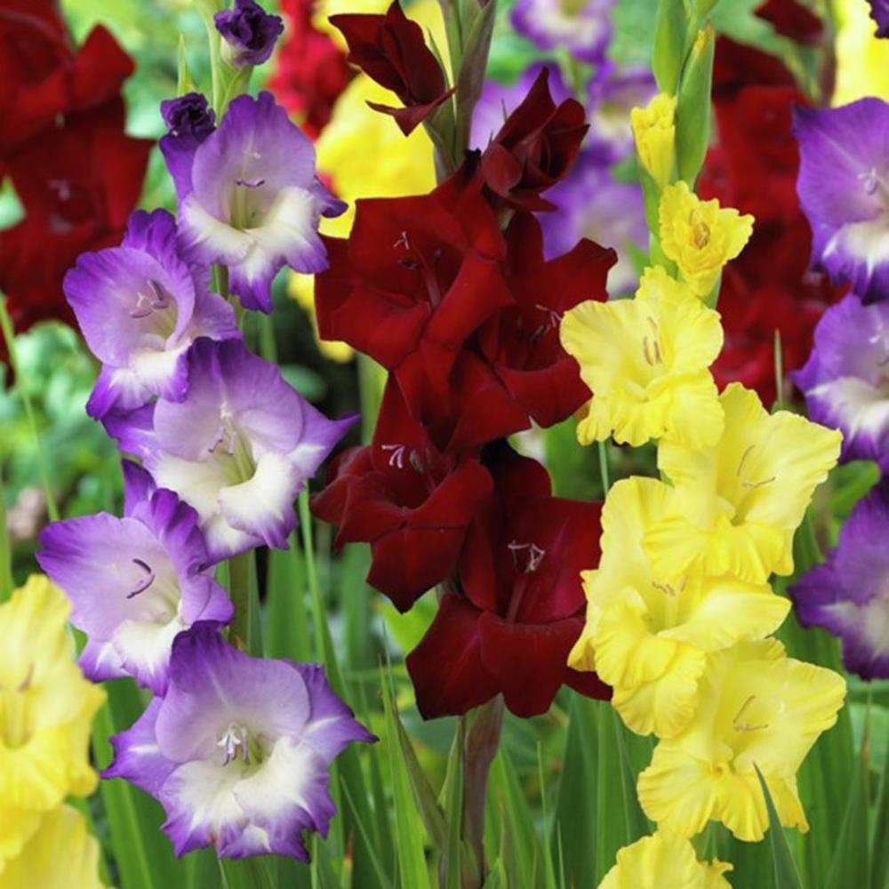 Lowe's 25 Count Gladiolus De Luxe Blend Bulbs | 11257