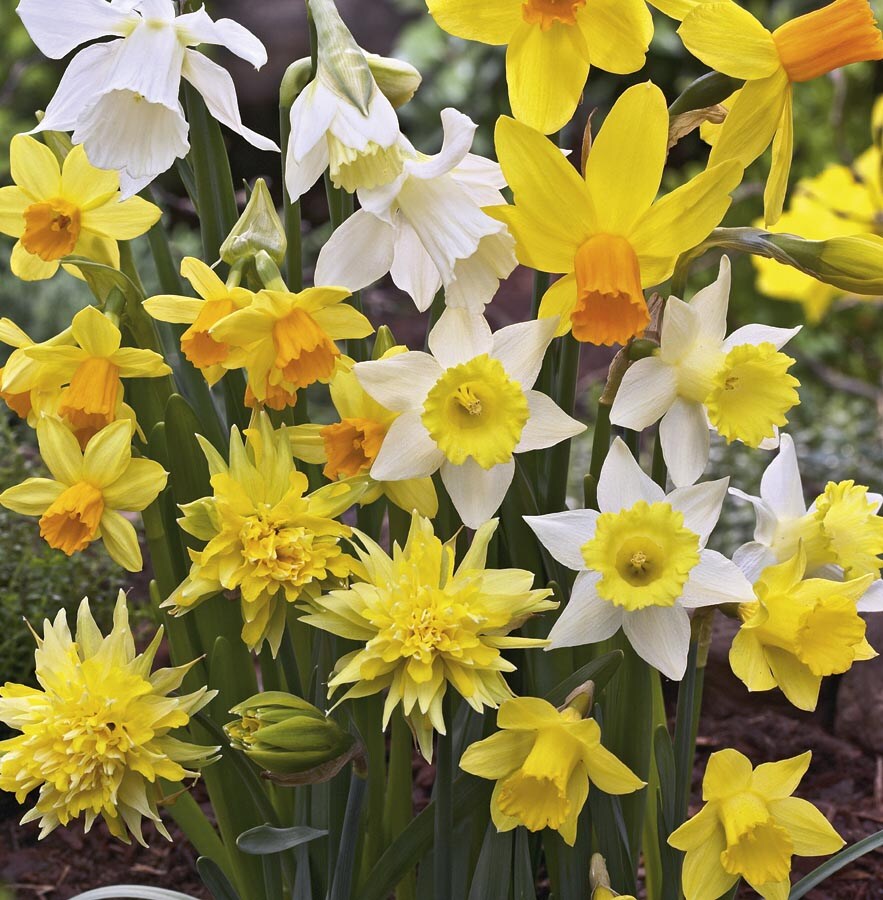 Garden State Bulb 15-Pack Rock Garden Jonquil Daffodil Blend Bulbs (Lb421g) | 15028341